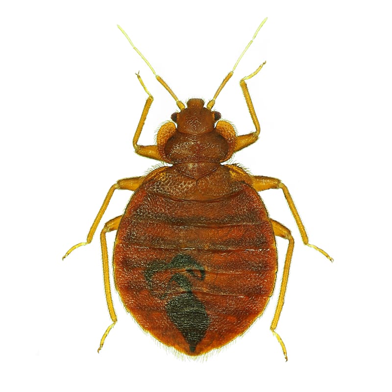 A Bedbug