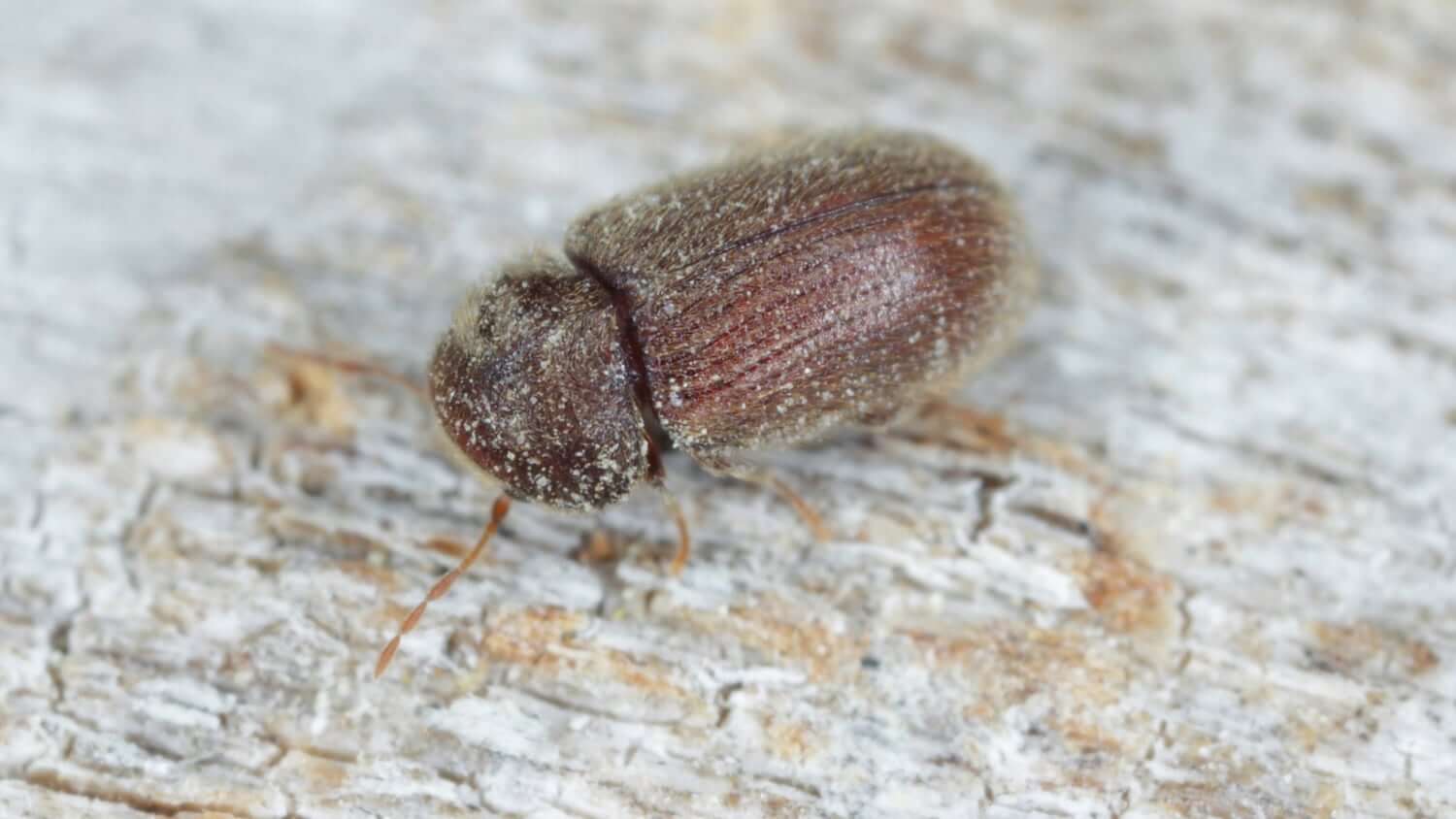 Closeup of a biscuit beetle