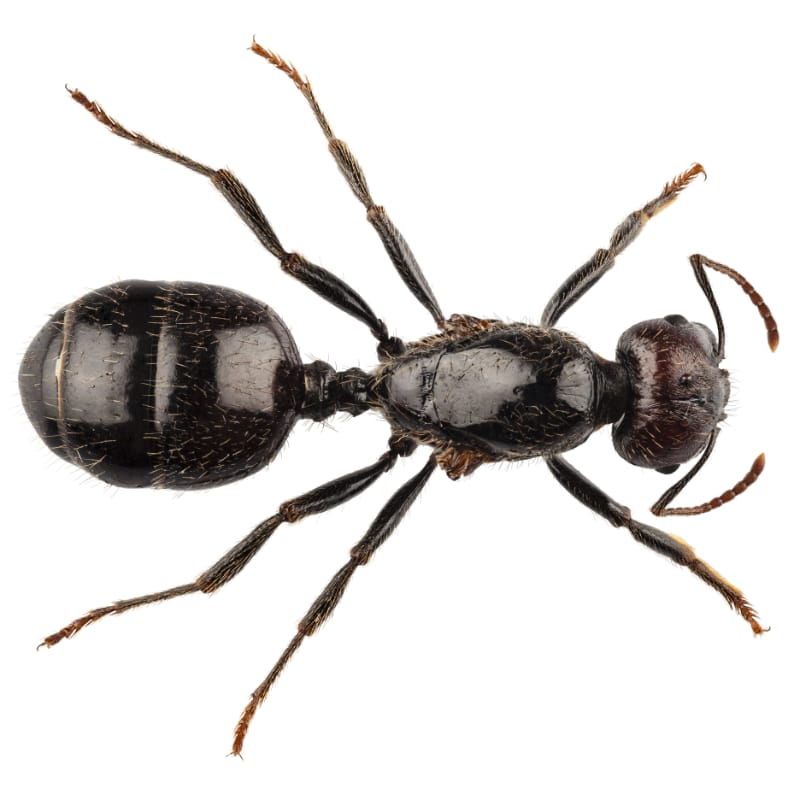 black ant-square