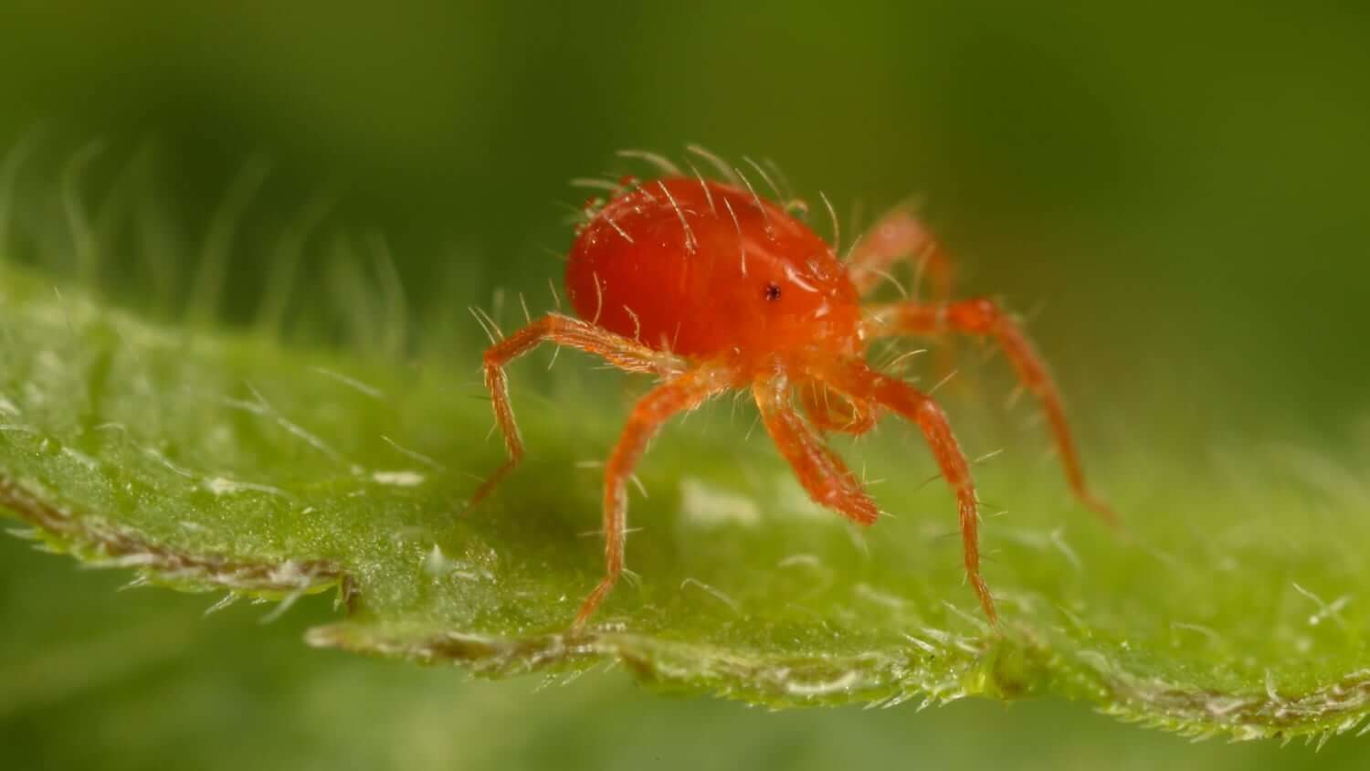 Closeup of a clover mite