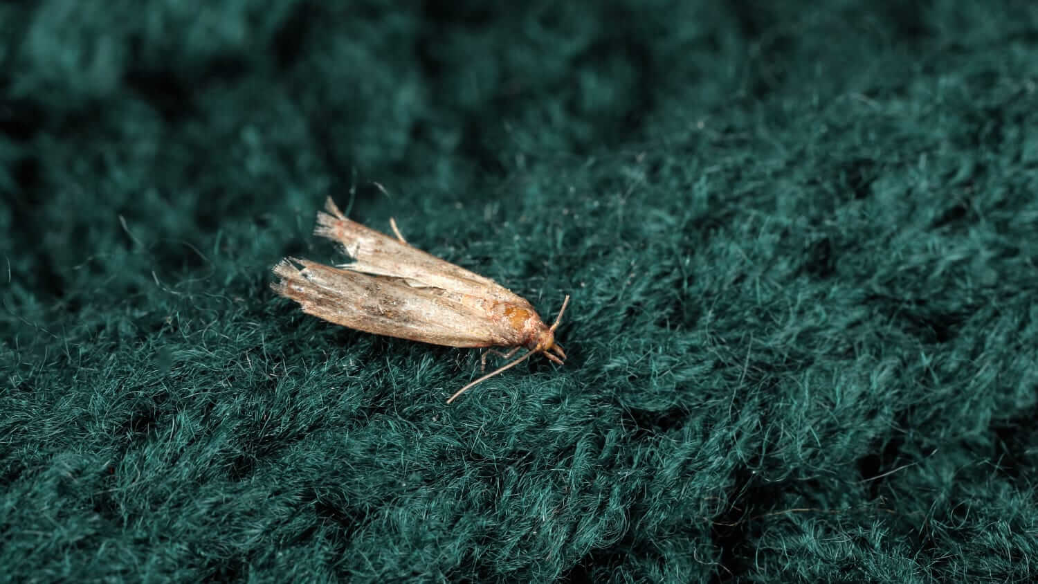 A common clothes moth