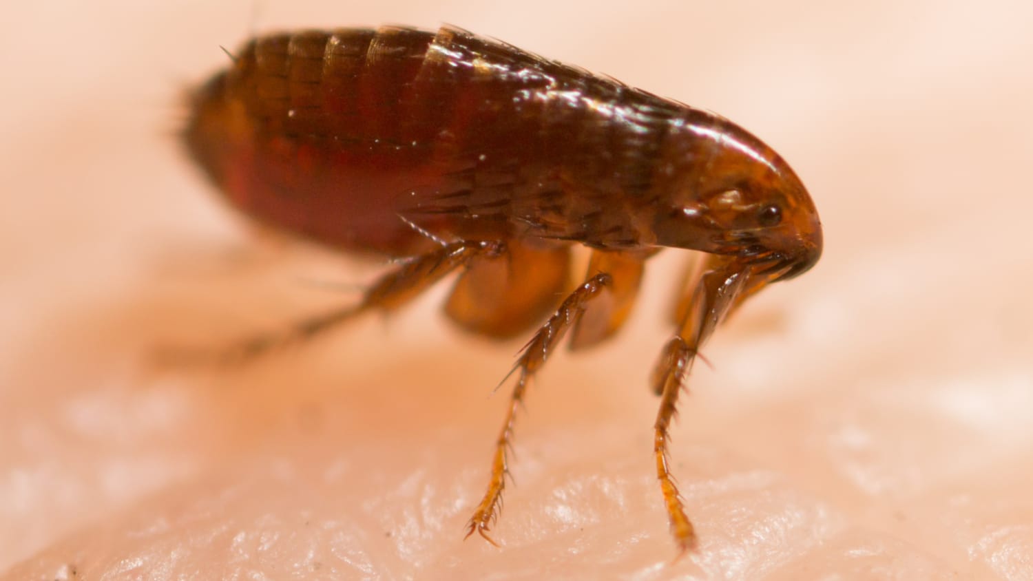 A flea on human skin