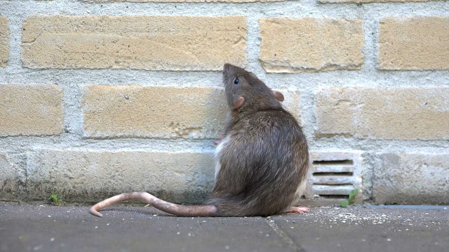 A rat against a wall