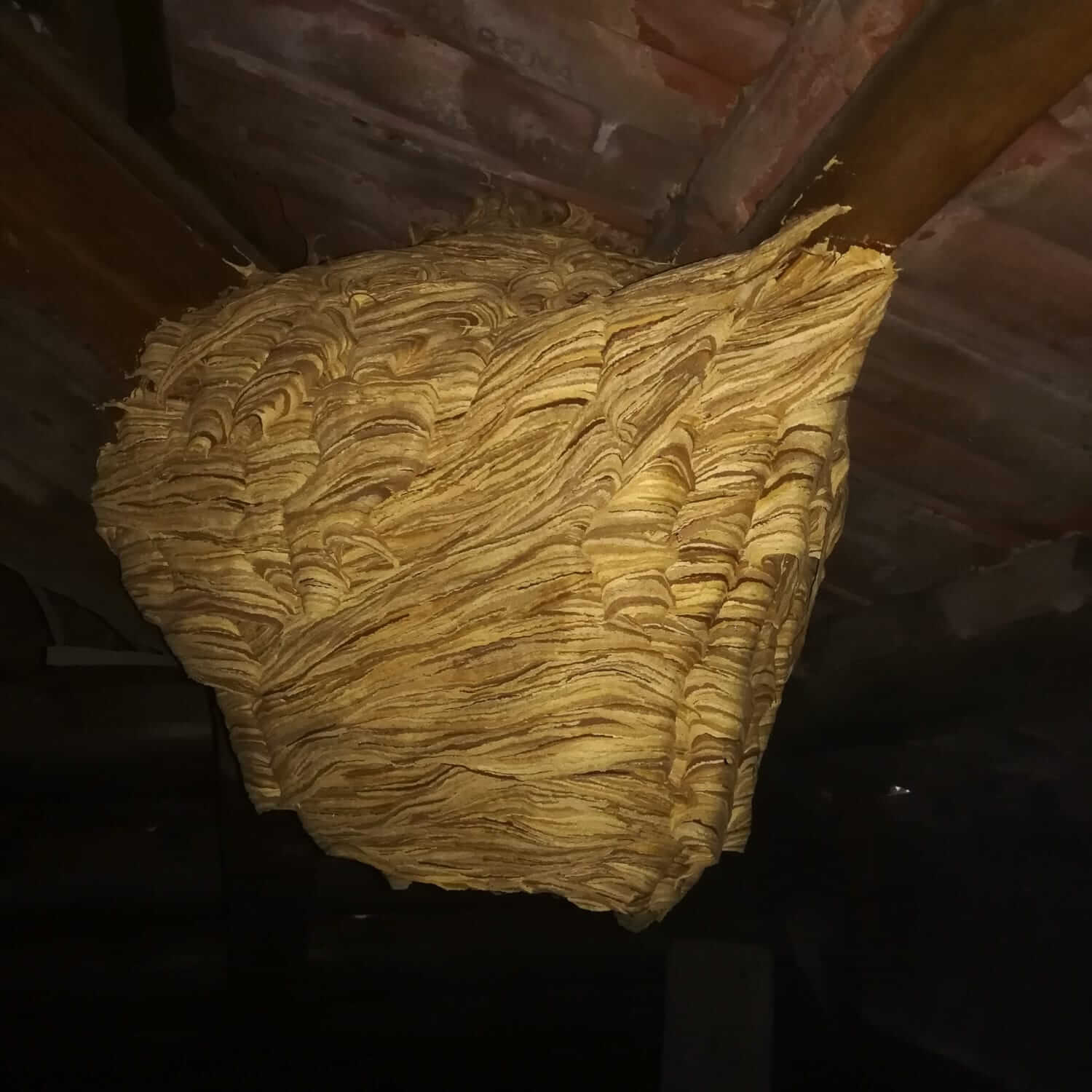Wasp nest hanging in a loft